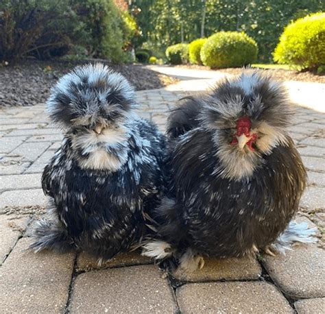 porcelain silkie|black mottled silkie.